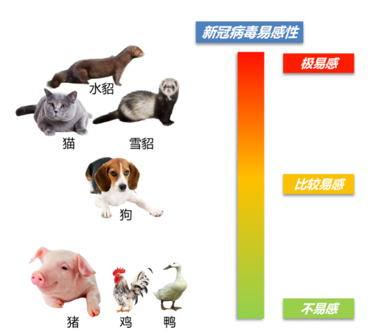 貂、貓、狗等是否會(huì)成為新冠病毒的傳染源？