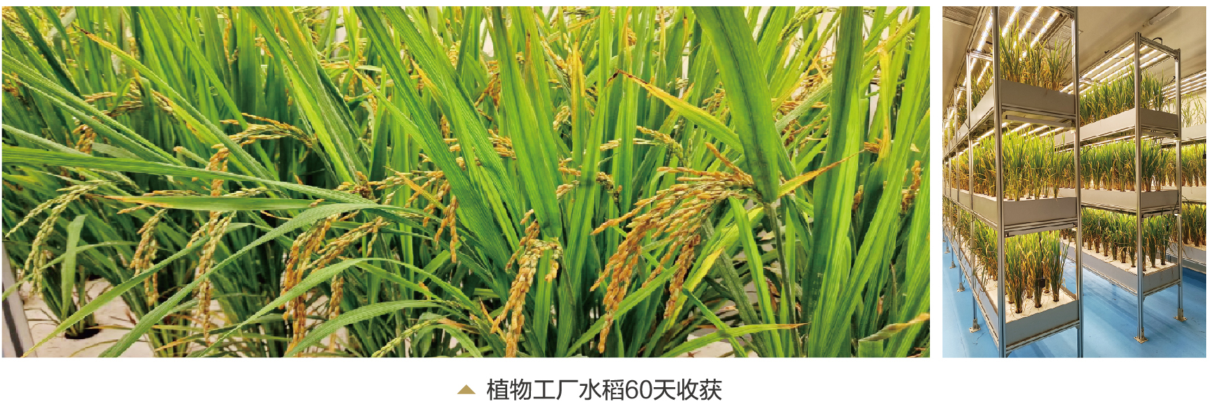 LED植物工廠推動我國設(shè)施農(nóng)業(yè)邁向高級階段