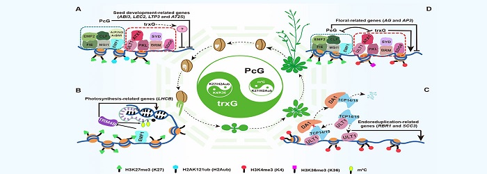 圖示： 不同表觀修飾間的互作與平衡精準調(diào)控植物生命周期.jpg