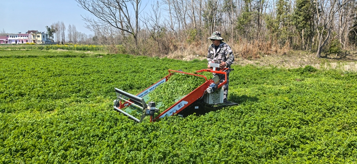 4GM-120D 綠肥莖尖電動收獲機(jī)田間采收700.jpg
